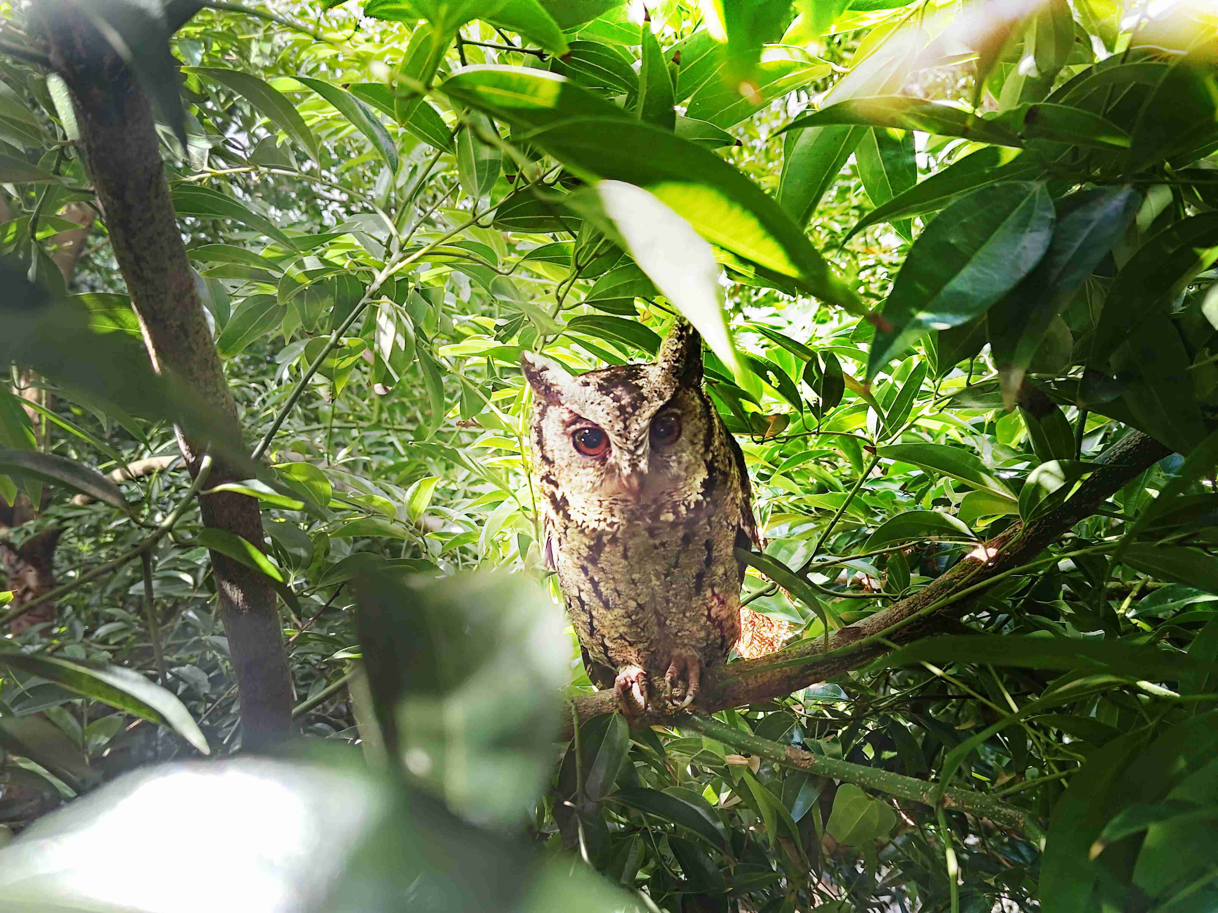 云顶国际8588yd致力提倡净零绿生活，，，16年以来在全球各厂区植树逾百万棵，，，造就各厂区树木蔚然成林，，，犹如森林工厂，，，成为许多生物的栖息地